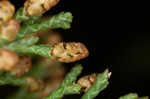 Eastern redcedar